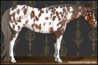 Horse Color:White Spotted Liver Red Roan Appaloosa