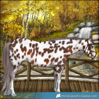 Horse Color:Chocolate Brown Near Leopard 