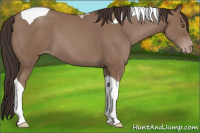 Horse Color:Classic Champagne Tobiano