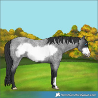 Horse Color:Blue Roan Frame 