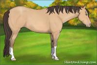 Horse Color:Amber Champagne