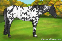 Horse Color:White Spotted Black Appaloosa 
