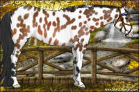 Horse Color:Bay Leopard 