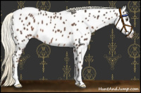 Horse Color:Liver Chestnut Mushroom Appaloosa