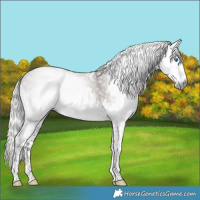 Horse Color:Gray Silver Grullo Splash Tobiano 