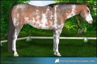 Horse Color:Bay Sabino 