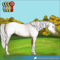 Horse Color:Gray Silver Classic Champagne Sabino Splash 