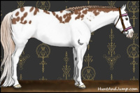Horse Color:Chestnut Splash Appaloosa