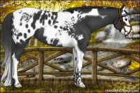 Horse Color:Black Splash Tobiano Near Leopard