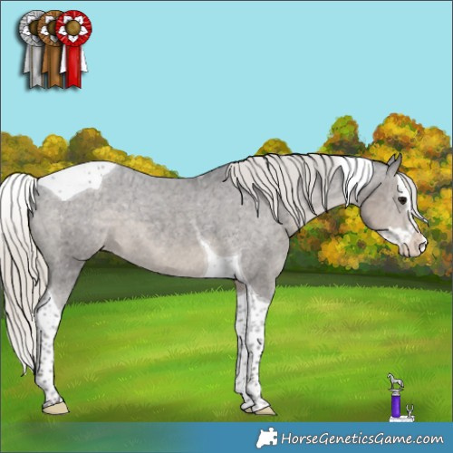 Horse Color:Silver Smoky Black Splash Tobiano Appaloosa 