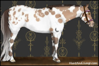 Horse Color:Amber Champagne Sabino Splash Blanket 