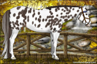 Horse Color:Liver Chestnut Splash Appaloosa 