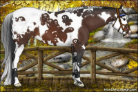 Horse Color:Bay Splash Tobiano Blanket