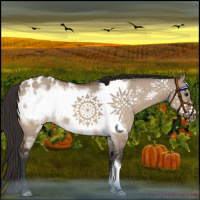 Horse Color:Brown Dun Frame Appaloosa 