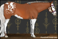 Horse Color:Silver Bay Splash Appaloosa 