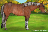 Horse Color:Brown Rabicano  and Silver Brown Rabicano 