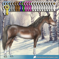 Horse Color:Liver Chestnut Mushroom 