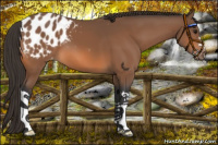 Horse Color:Bay Appaloosa 