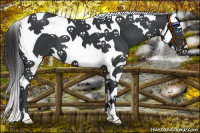 Horse Color:Black Splash Tobiano