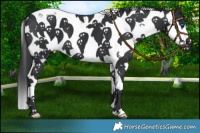 Horse Color:Black Splash Tobiano