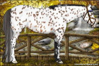 Horse Color:Bay Appaloosa 