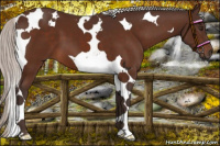 Horse Color:Silver Brown Tobiano 