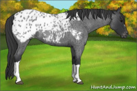Horse Color:Blue Roan Appaloosa