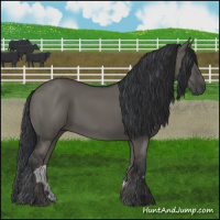 Horse Color:Grullo 