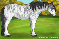 Horse Color:White Spotted Blue Roan Rabicano  and White Spotted Blue Roan Appaloosa Rabicano 