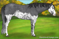 Horse Color:Blue Roan Sabino Splash  and Blue Roan Sabino Splash 