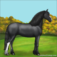 Horse Color:Black 