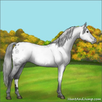 Horse Color:Gray Black Appaloosa Rabicano 