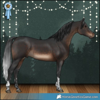 Horse Color:Brown Tobiano 