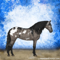 Horse Color:Gray Grullo Appaloosa Brindle