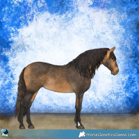 Horse Color:Buckskin 