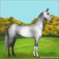 Horse Color:Gray Black 