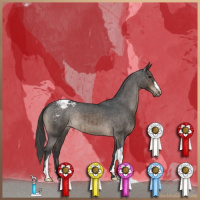 Horse Color:Brown Dun Snowcap Brindle 