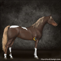 Horse Color:Liver Chestnut Tobiano