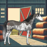Horse Color:Grullo Sabino Splash  and Grullo Sabino Splash 