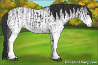 Horse Color:White Spotted Blue Roan Rabicano and White Spotted Blue Roan Rabicano