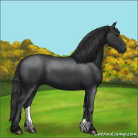 Horse Color:Black 