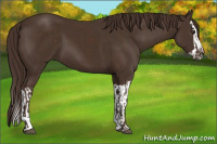 Horse Color:Liver Chestnut  and Liver Chestnut Splash 
