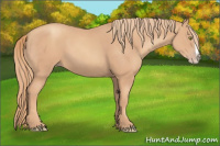 Horse Color:Gold Champagne Splash 