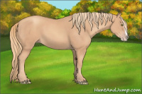 Horse Color:Gold Champagne Splash 