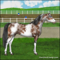 Horse Color:White Spotted Bay Sabino Frame 