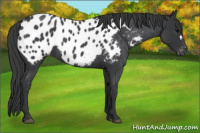 Horse Color:Blue Roan Appaloosa 