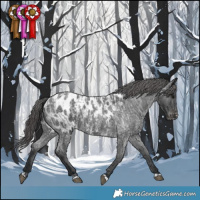 Horse Color:Blue Roan Appaloosa  and Blue Roan Appaloosa 