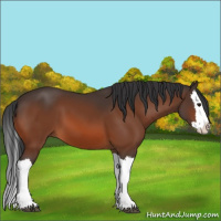Horse Color:Bay Splash 