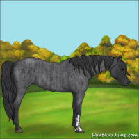 Horse Color:Blue Roan  and Blue Roan 