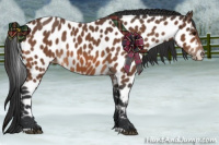 Horse Color:Bay Appaloosa 
